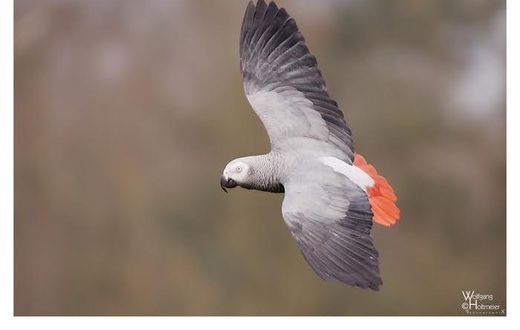 African Grey Parrot
