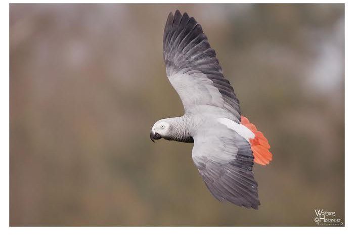 African Grey Parrot