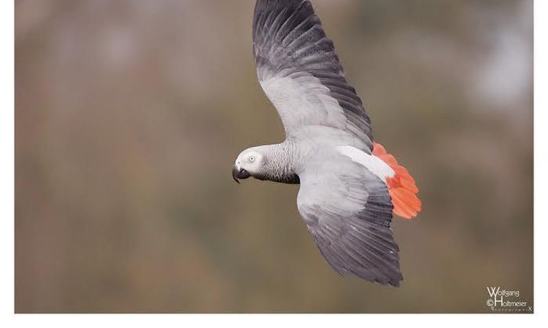 African Grey Parrot