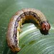 Invasive army worms threaten annual harvest in Volta Region