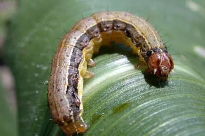 Invasive army worms threaten annual harvest in Volta Region