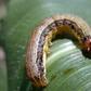 Invasive army worms threaten annual harvest in Volta Region