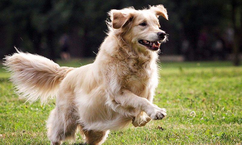 this dog ultimate swole mate
