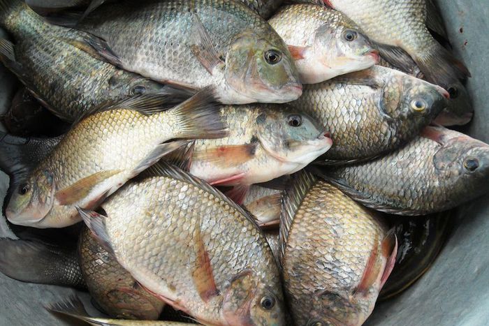 ___5026713___https:______static.pulse.com.gh___webservice___escenic___binary___5026713___2016___5___12___22___Fish