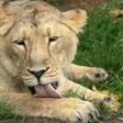 An Asiatic lioness at the Prague zoo underwent artificial insemination in the zoo's latest attempt to breed the lions since 2015