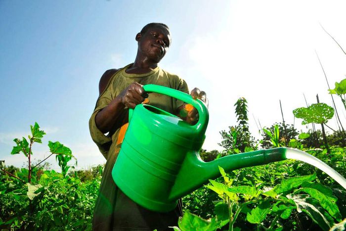 ___5207758___https:______static.pulse.com.gh___webservice___escenic___binary___5207758___2016___6___29___14___agric-in-ghana