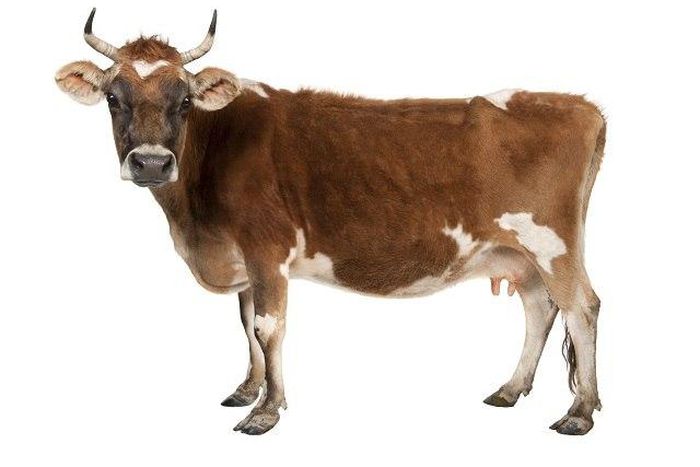 A sex starved man saw a cow as his willing sex mate