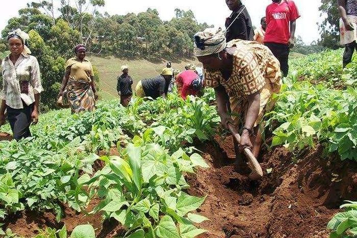 Pressure mounts on gov’t to scrap 12.5% tax on agribusiness