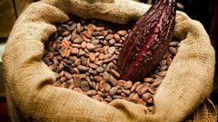 ___5989770___https:______static.pulse.com.gh___webservice___escenic___binary___5989770___2017___1___4___10___Cocoa_1