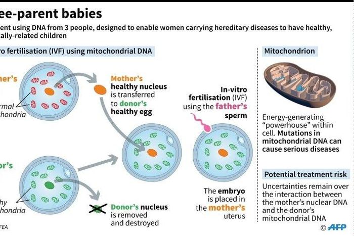 Explanation of IVF using mitochondrial DNA donation, which is designed to allow women carriers of hereditary diseases to have healthy, genetically-related children