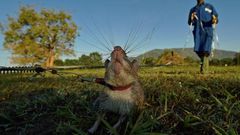 ___5372175___https:______static.pulse.com.gh___webservice___escenic___binary___5372175___2016___8___12___13___rat