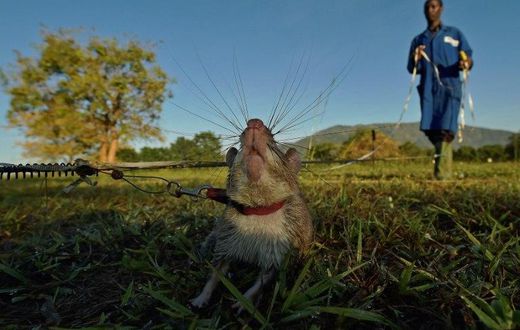 ___5372175___https:______static.pulse.com.gh___webservice___escenic___binary___5372175___2016___8___12___13___rat