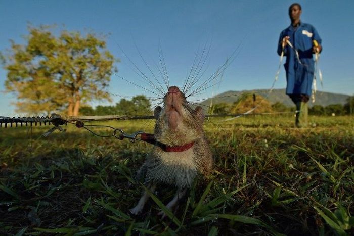 ___5372175___https:______static.pulse.com.gh___webservice___escenic___binary___5372175___2016___8___12___13___rat