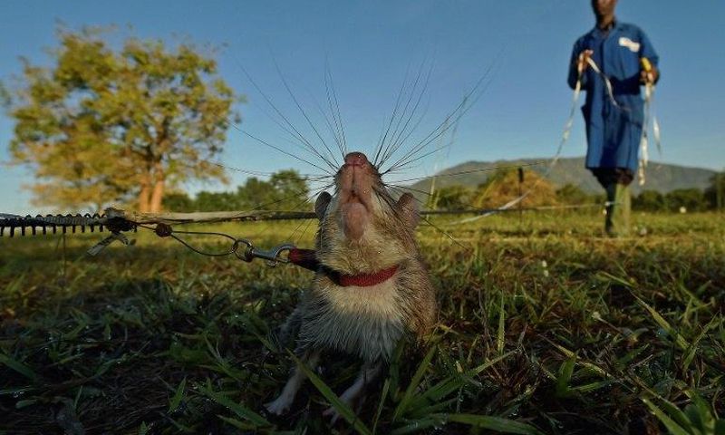 ___5372175___https:______static.pulse.com.gh___webservice___escenic___binary___5372175___2016___8___12___13___rat