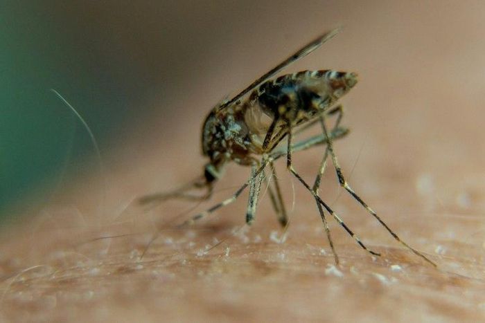 Some 214 million cases of malaria were reported worldwide last year, killing 438,000 people, mainly in Africa, according to the World Health Organization