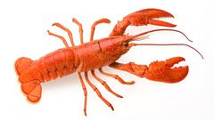 Shrimps