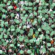 Chapecoense's supporters cheer before a friendly football match against Palmeiras -Brazilian Champion 2016- at the Arena Conda stadium in Chapeco, Santa Catarina state, in southern Brazil on January 21, 2017