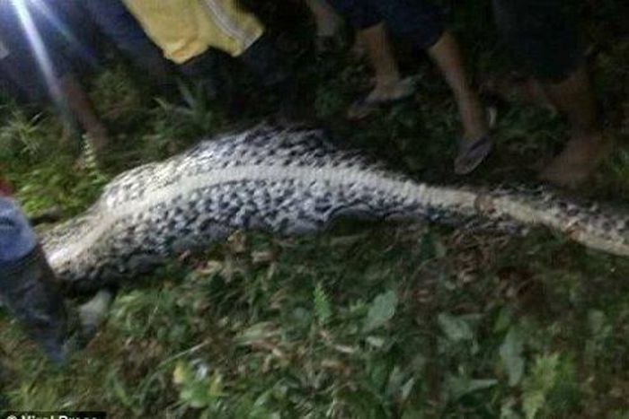 ___6446090___https:______static.pulse.com.gh___webservice___escenic___binary___6446090___2017___3___29___14___3EB4C05400000578-4356866-Concerned_friends_and_relatives_found_the_giant_python_sprawled_-a-72_1490713039773-620x330