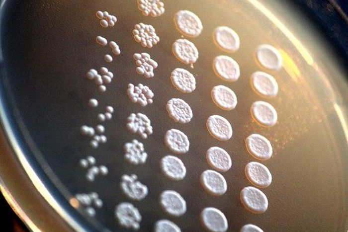 The team first studied autophagy in an engineered version of a simple  budding yeast called Saccharomyces cerevisiae, a fungus that is central to  the fermentation needed for winemaking and beer brewing.