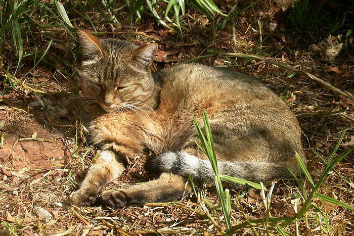 ___5017921___https:______static.pulse.com.gh___webservice___escenic___binary___5017921___2016___5___10___22___cat