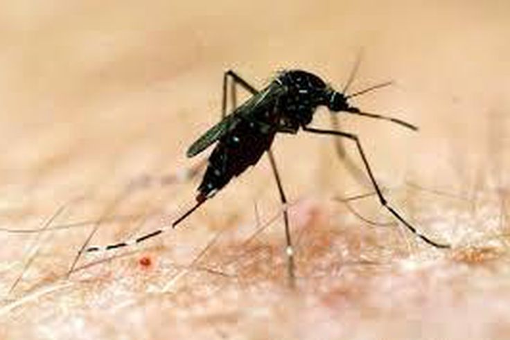 ___5454146___https:______static.pulse.com.gh___webservice___escenic___binary___5454146___2016___9___4___15___malaria