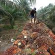 Palm oil seeds being harvested in Sumatra, Indonesia -- the edible vegetable oil is a key ingredient in goods from shampoo to biscuits