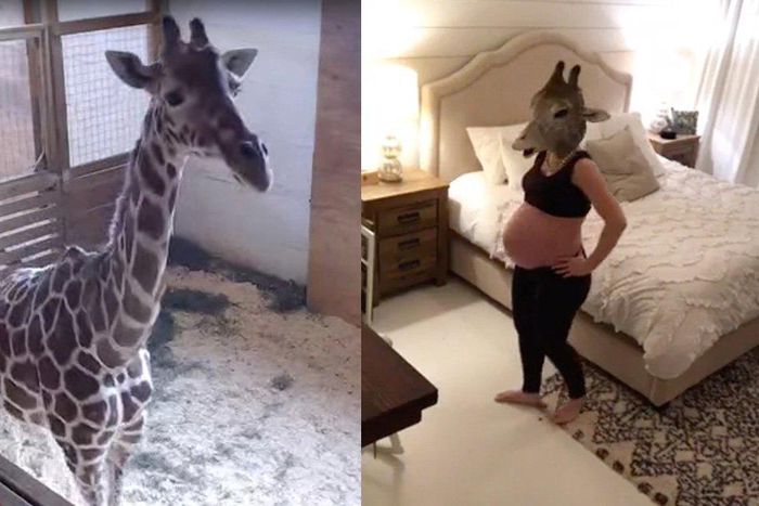 Pregnant woman impersonates April the Giraffe in hilarious video