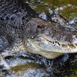 Rex, a 700-kilo saltwater crocodile, is confined at Wildlife Sydney Zoo, but wild populations are rising, reigniting the debate about controlling them