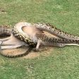 A python is seen wrestling with a wallaby in the middle of a fairway on a golf course in Cairns, Australia