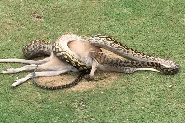 A python is seen wrestling with a wallaby in the middle of a fairway on a golf course in Cairns, Australia