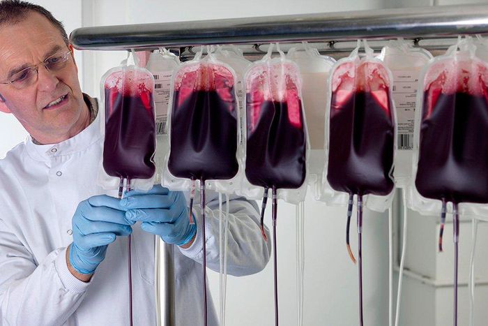 young blood ambrosia