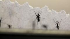 Aedes aegypti mosquitoes are seen at the Laboratory of Entomology and Ecology of the Dengue Branch of the U.S. Centers for Disease Control and Prevention in San Juan, Puerto Rico, March 6, 2016.
