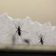 Aedes aegypti mosquitoes are seen at the Laboratory of Entomology and Ecology of the Dengue Branch of the U.S. Centers for Disease Control and Prevention in San Juan, Puerto Rico, March 6, 2016.