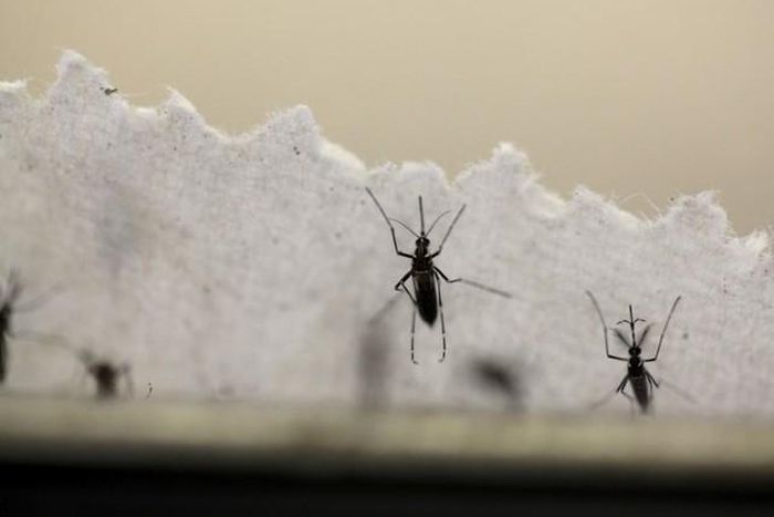Aedes aegypti mosquitoes are seen at the Laboratory of Entomology and Ecology of the Dengue Branch of the U.S. Centers for Disease Control and Prevention in San Juan, Puerto Rico, March 6, 2016.