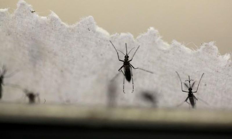 Aedes aegypti mosquitoes are seen at the Laboratory of Entomology and Ecology of the Dengue Branch of the U.S. Centers for Disease Control and Prevention in San Juan, Puerto Rico, March 6, 2016.