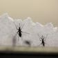 Aedes aegypti mosquitoes are seen at the Laboratory of Entomology and Ecology of the Dengue Branch of the U.S. Centers for Disease Control and Prevention in San Juan, Puerto Rico, March 6, 2016.