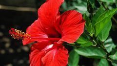 Hibiscus flower