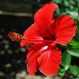 Hibiscus flower