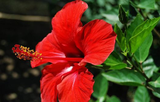 Hibiscus flower