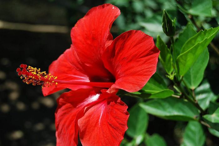 Hibiscus flower