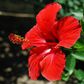 Hibiscus flower