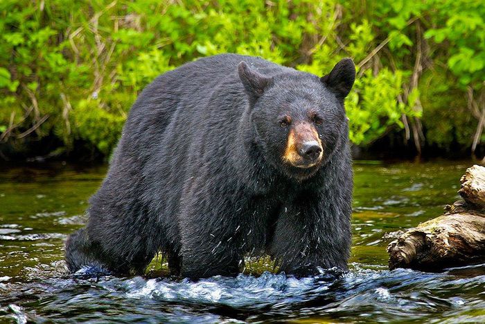 ___6460207___https:______static.pulse.com.gh___webservice___escenic___binary___6460207___2017___3___31___21___bear1