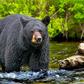 Grizzly bear.
