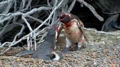 2 male penguins fighting for the affection of a female penguin