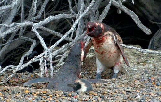 2 male penguins fighting for the affection of a female penguin