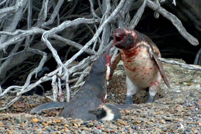 2 male penguins fighting for the affection of a female penguin