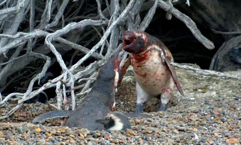 2 male penguins fighting for the affection of a female penguin