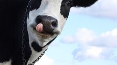 Indian villagers are drinking cow urine to cure acne