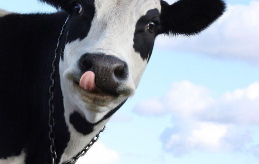 Indian villagers are drinking cow urine to cure acne