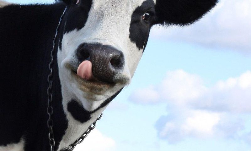 Indian villagers are drinking cow urine to cure acne